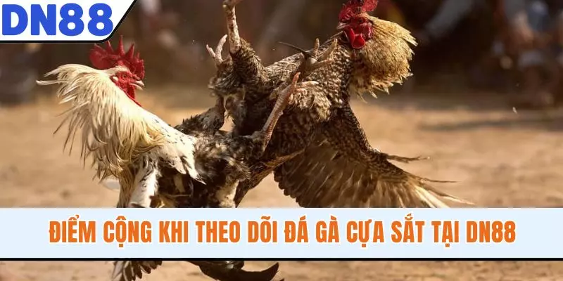 Điểm cộng khi theo dõi đá gà cựa sắt tại DN88